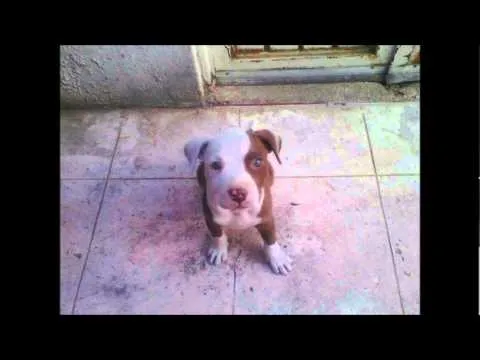 cachorros de perro pitbull american stanford.wmv - YouTube cachorros de perro pitbull american stanford.wmv - YouTube