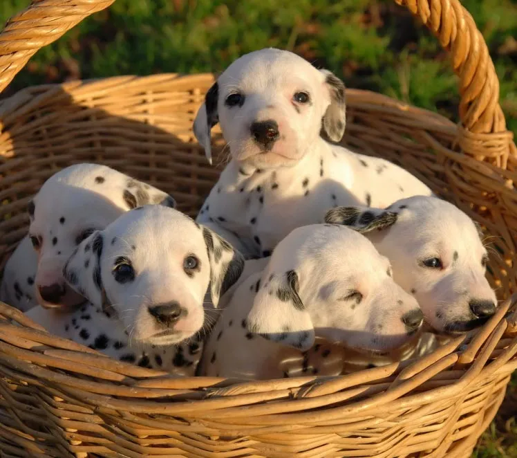 Cachorros de perros. Alimentación de cachorros de perros