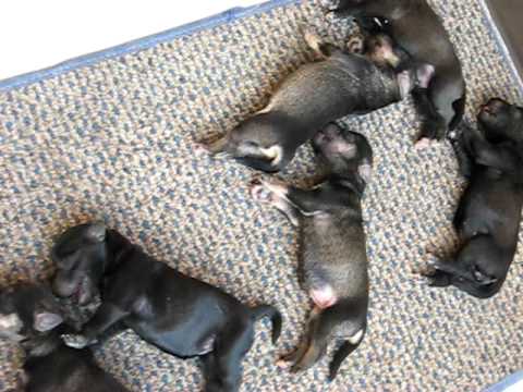 CACHORROS Perros Schnauzer Miniatura - YouTube CACHORROS Perros Schnauzer Miniatura - YouTube