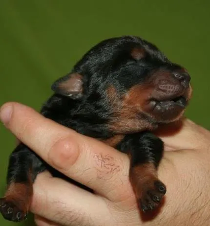 Cachorros de Pinscher en Fire Dreams. | Pepitu Cachorros de Pinscher en Fire Dreams. | Pepitu