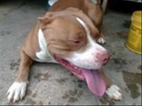 cachorros pit bull e boxer - YouTube