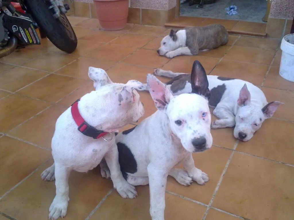cachorros pitbull (3) | Cuidar de tu perro es facilisimo. cachorros pitbull (3) | Cuidar de tu perro es facilisimo.