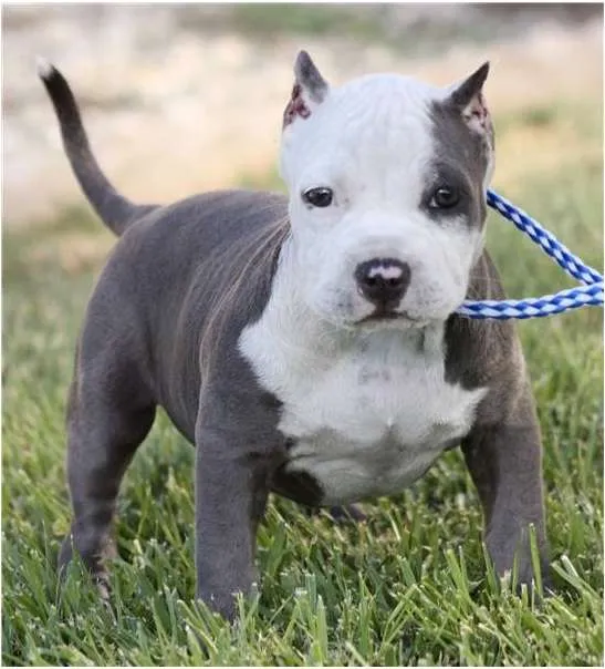 Cachorros pitbull, baja estatura, y fuerte estructura - Quito ...