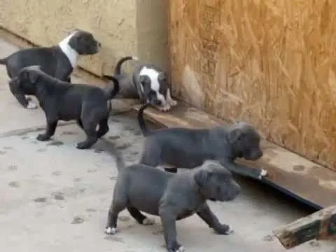 cachorros pitbull blue nose - YouTube