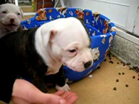 Cachorros pitbull con 1 mes - YouTube