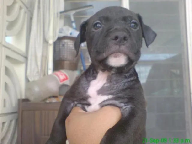 Cachorro pitbull de 2 meses - Imagui