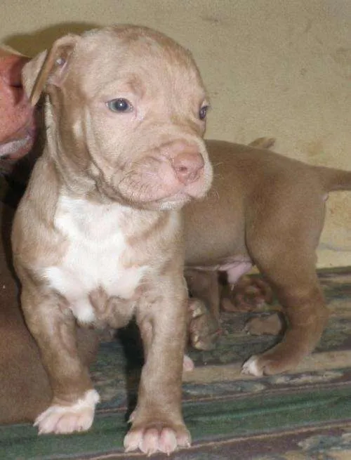 Cachorros pitbull - Monterrey, Mexico - Animales / Mascotas Cachorros pitbull - Monterrey, Mexico - Animales / Mascotas