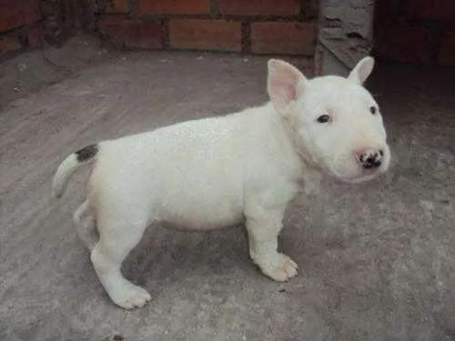 Cachorros pitbull on Pinterest | Pitbull, Pit Bull and Amor