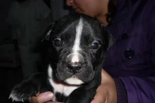 Fotos de cachorros pitbull stanford - Imagui