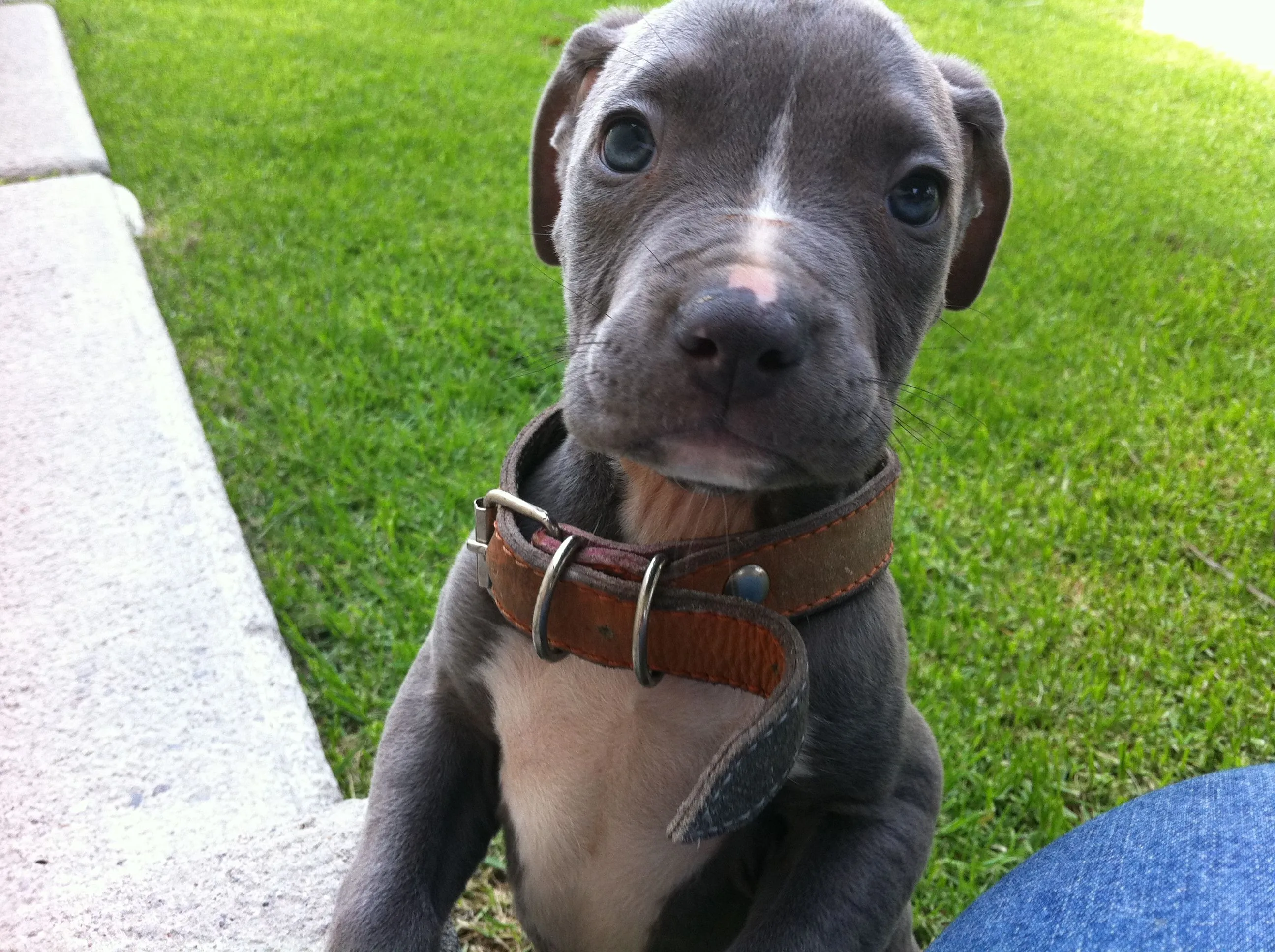 Cachorros Pitbull. Venta – Compra – Criadero en Puebla | Luis ... Cachorros Pitbull. Venta – Compra – Criadero en Puebla | Luis ...
