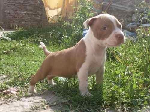 Pit bull enano | Venta de cachorros
