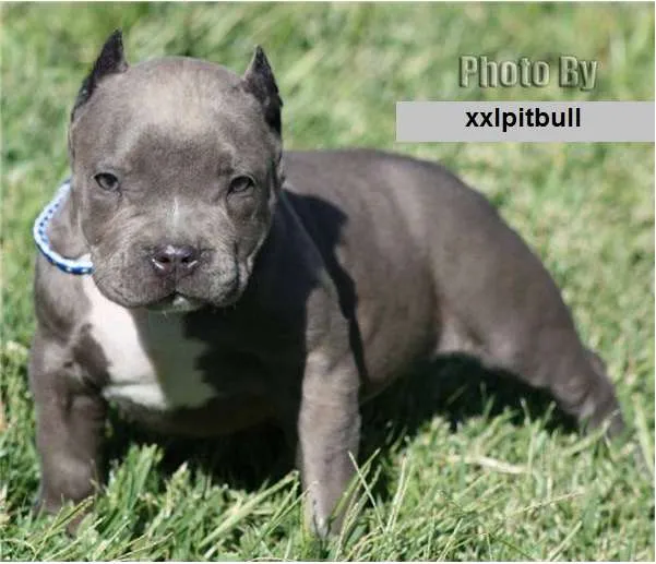 Fotos cachorros pitbull - Imagui