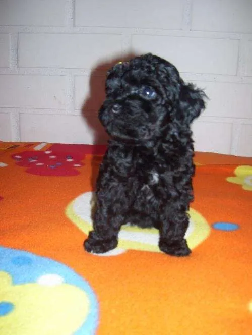 Cachorros poodle toy - Bío-Bío, Chile - Animales / Mascotas