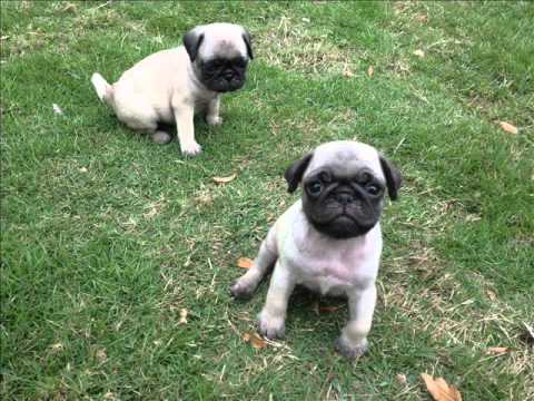 Cachorros Pug Carlino Mini Con #69 - YouTube