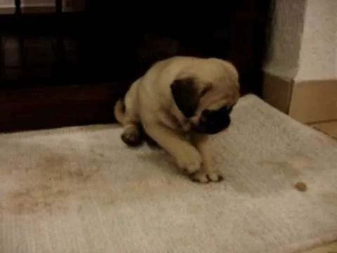 Cachorros Pug, Tomodachi y Ochibi ^^