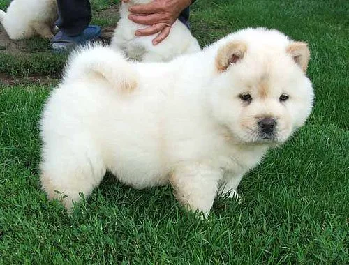 cachorros quito ecuador - Página de inicio