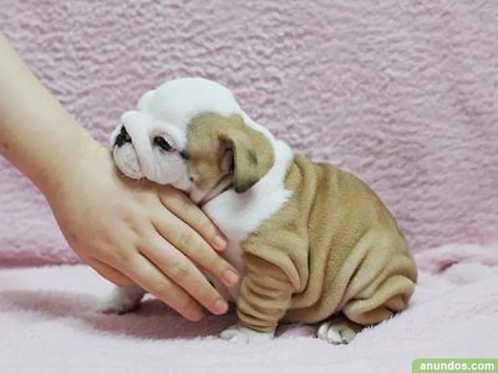 Cachorros de la raza bulldog. ingles, mas bonitos - Santa Cruz de ... Cachorros de la raza bulldog. ingles, mas bonitos - Santa Cruz de ...