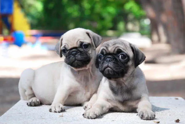 Cachorros de raza Carlino | Mundo Perro