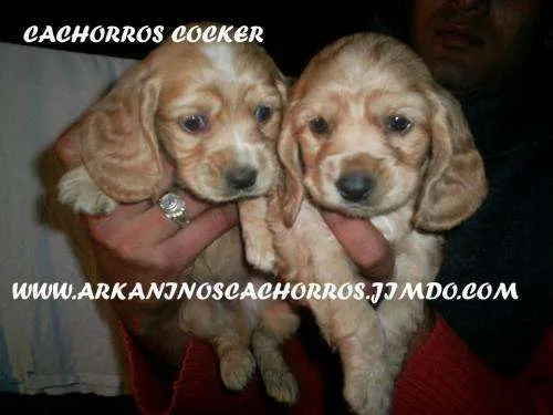 Cachorros diferentes razas - Imagui