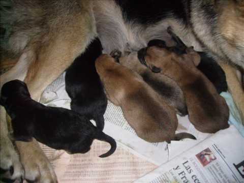 cachorros recien nacidos el 28/08/09 , pastor aleman por pastor ...