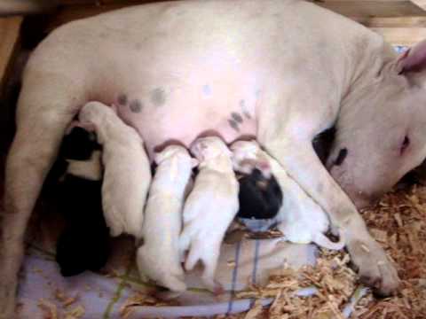 CACHORROS RECIEN NACIDOS BULLTERRIER INGLES - YouTube