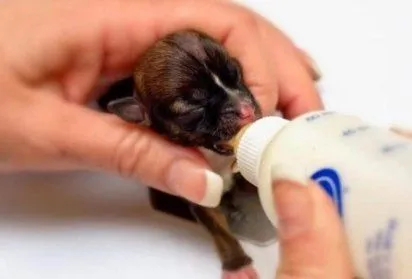 cachorros recien nacidos | Cuidar de tu mascota es facilisimo.com cachorros recien nacidos | Cuidar de tu mascota es facilisimo.com