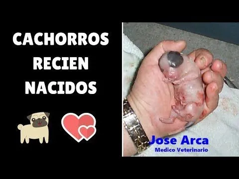 Cachorros Recien Nacidos Su período más crítico - YouTube