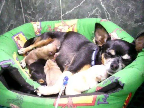 Cachorros recien nacidos - YouTube