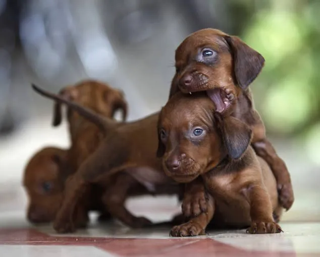 Cachorros salchicha recien nacidos - Imagui