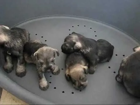 cachorros schnauzer, camada "I" de "Tierra de Olivos" - YouTube cachorros schnauzer, camada "I" de "Tierra de Olivos" - YouTube