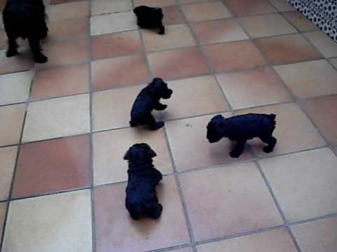 cachorros schnauzer jugando en el patio - YouTube cachorros schnauzer jugando en el patio - YouTube