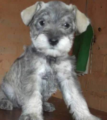 Cachorros SCHNAUZER MINI Sal y Pimienta