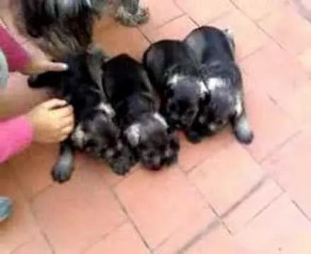 Cachorros de Schnauzer miniatura con 3 semanas - YouTube