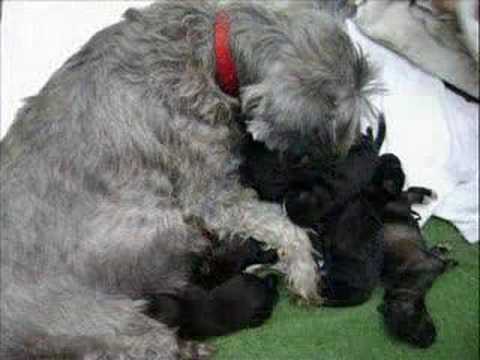 Cachorros Schnauzer recien nacidos - YouTube Cachorros Schnauzer recien nacidos - YouTube