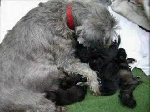 Cachorros Schnauzer recien nacidos - YouTube