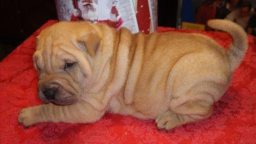 Cachorros Shar Pei para la adopción - Shar-pei - Perros - Venta ... Cachorros Shar Pei para la adopción - Shar-pei - Perros - Venta ...