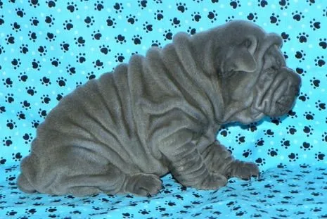 Cachorros Shar Pei para la adopción - Shar-pei - Perros - Venta ...