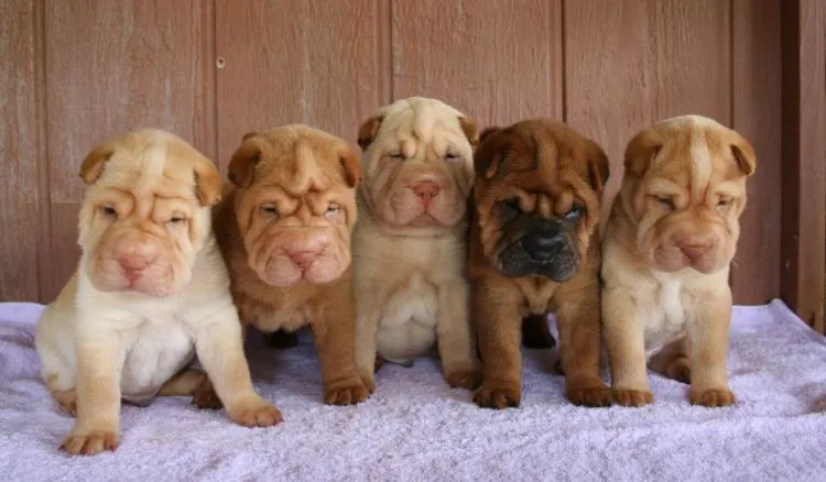 Cachorros de Shar Pei de 1 mes | Mundo Perro