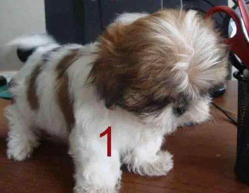 Cachorros shih tzu 2 meses - Guadalajara, Mexico - Animales / Mascotas