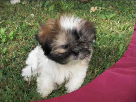 CACHORROS SHIH TZU PUPPIES WWW.YAVARY.ES - YouTube