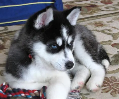 Cachorros siberianos tiernos - Imagui