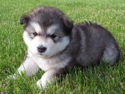 Megapost]Imagenes de Animales Tiernos [Muy bueno] - Taringa!