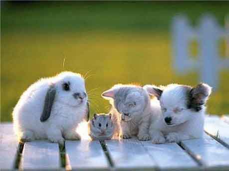 Animales cachorros tiernos - Imagui