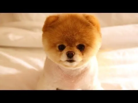 Los cachorros más tiernos del mundo - WorldNews Los cachorros más tiernos del mundo - WorldNews