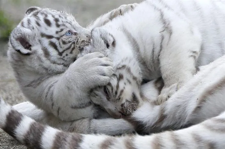 Dos cachorros de tigre blanco juegan en el zoológico Tobu, en la ... Dos cachorros de tigre blanco juegan en el zoológico Tobu, en la ...