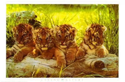 Cachorros de tigre Lámina en AllPosters.es