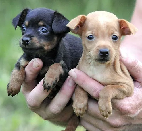 Cachorros en venta - Animalstock / Animalstock.net | Mayorista de ... Cachorros en venta - Animalstock / Animalstock.net | Mayorista de ...