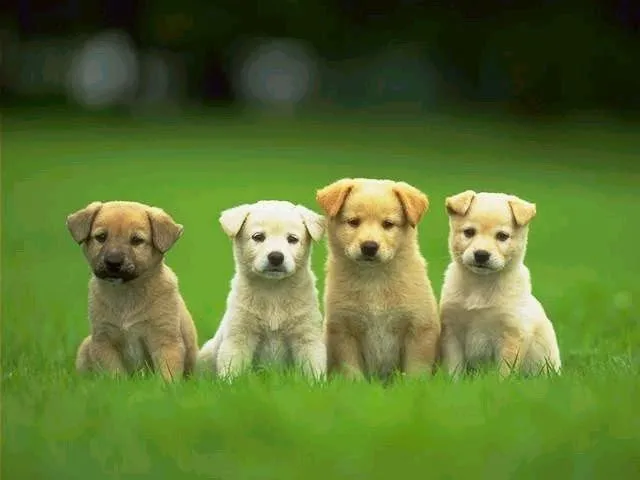 Cachorros: Cachorros