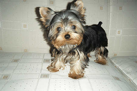 Cachorros de Yorkshire Terrier en Guadalajara Mexico Criadero de ... Cachorros de Yorkshire Terrier en Guadalajara Mexico Criadero de ...