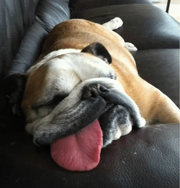 cachorros+durmiendo+9.png